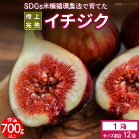 【ふるさと納税】イチジク 秀品 700g以上 （サイズ混合12個） SDGs 米糠循環農法 樹上完熟 桝井ドーフィン イチジクケーキ ジャム ジェラート ドライフルーツ 潰れにくい 宙吊り包装 ギフト 酒見農産 福岡 久留米 送料無料 産地直送 【2026年8月より順次出荷】
