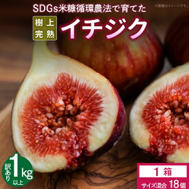 【ふるさと納税】イチジク 訳あり品 1キロ 以上 サイズ 混合 18個 SDGs 米糠循環農法 樹上完熟 露地栽培 桝井ドーフィン ドライフルーツ ジャム スムージー 福岡県 久留米市 酒見農産 お取り寄せグルメ お取り寄せ 送料無料 産地直送 【2025年8月より順次出荷】