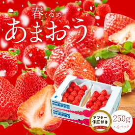 【ふるさと納税】【2027年2月以降お届け】 福岡産 春 あまおう 250g × 4パック 合計 1kg シール付き 冷蔵 濃厚 甘い 果汁 アフター保証 安心安全 国産 いちご 果物 アレンジ おやつ フルーツ スイーツ スムージー ジャム 南国フルーツ お取り寄せ 福岡県 久留米市 送料無料