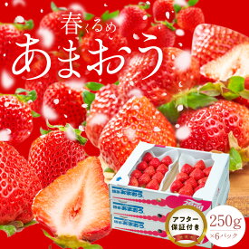 【ふるさと納税】【2027年2月以降お届け】 福岡産 春 あまおう 250g × 6パック 合計 1.5kg 冷蔵 濃厚 甘い 果汁 アフター保証 安心安全 酸味 甘味 国産 いちご 果物 アレンジ おやつ フルーツ スイーツ スムージー ジャム 南国フルーツ お取り寄せ 福岡県 久留米市 送料無料