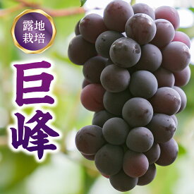 【ふるさと納税】ぶどう 2kg 巨峰 果物 フルーツ 果実 デザート ギフト 露地栽培 贈答用 家庭用 お中元 お歳暮 プレゼント用 お土産 手土産 贈り物 グルメ 田主丸 フルーツギフト 美味しい 冷蔵 お取り寄せ 福岡県 久留米市 送料無料