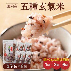 yӂ邳Ɣ[ŁzY ܎팺 250g×6 Iׂ ͂ 1 3 6  uh G ԕ 邿   Ε v`v`  Đ 