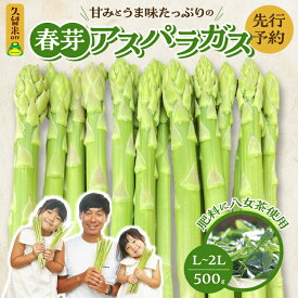 【ふるさと納税】先行予約 八女茶の肥料で育てた 甘味たっぷり 春芽 アスパラガス 500g L ～ 2Lサイズ 甘い 太い 美味しい 鮮度抜群 天ぷら ソテー ピラフ ごま和え グリーンアスパラガス 春アスパラ 春の旬 福岡県 久留米市 お取り寄せ 野菜 送料無料