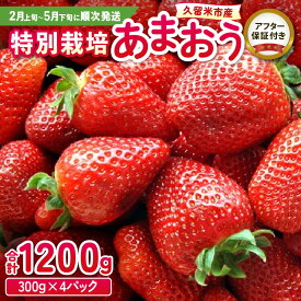 【ふるさと納税】いちご あまおう 300g 4パック 計1200g 大粒 濃厚な甘さ 特別栽培 安心 安全 冷蔵 果物 フルーツ 食べ方いろいろ スイーツ ケーキ スムージー ジャム 福岡県産 ふくおかエコ農産物 国産 お取り寄せ 福岡県 久留米市 送料無料