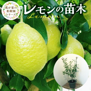 yӂ邳Ɣ[Łz`[c 䂪Ƃ̉ʎ V[Y  c t[c  70cm 炢 a 7 N 2Nڈ   ƒɈ{ d ӂ邳ƊǗ 