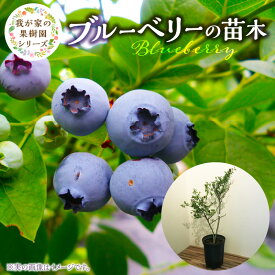 【ふるさと納税】ブルーベリー 苗木 高さ 約 50 cm 鉢経 7号 結実年数 2年目安 チーム田主丸 我が家の果樹園 シリーズ フルーツ 果物 ベリー 庭木 落葉 果樹 植樹 鉢植え 庭植え ガーデニング 福岡県 久留米市 お取り寄せ 送料無料