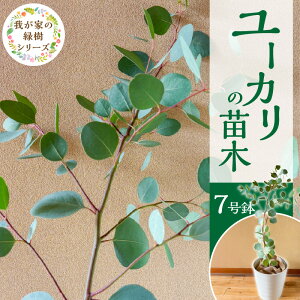 yӂ邳Ɣ[Łzc 7 [J `[c 1{ [J̕c  A A hCt[ XbO [X bNX 悯 Ύ V{c[ K[fjO A