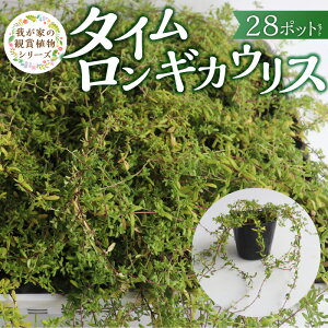 yӂ邳Ɣ[Łz^CMJEX 9cm|bg 28c  `[c ΑN n[u | v Ă₷ i  OhJo[ vc nA A K[fjO  