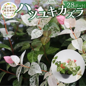 �y�ӂ邳�Ɣ[�Łz�n�c���L�J�Y�� 9cm�|�b�g 28�c �`�[���c��� �� ��� �s���N �� �܂���͗l ���| ���N�� ��Ă₷�� �O�����h�J�o�[ �v�����c �񂹐A�� �n���M���O�o�X�P�b�g �g�t �n�A��