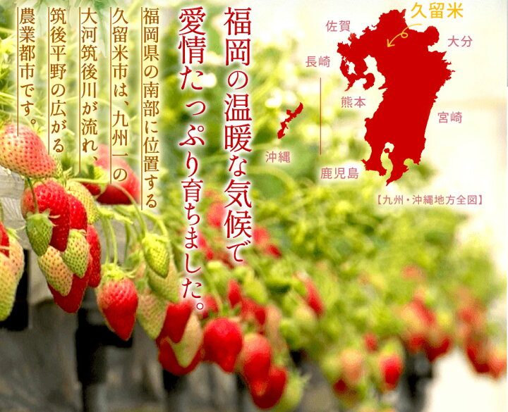 楽天市場】【ふるさと納税】いちご あまおう 1.4kg 5パック×約280g 大容量 果物 フルーツ ストロベリー 1kg以上 福岡県 九州 予約 2023年1月中旬より順次発送 お取り寄せ グルメ パフェ ショートケーキ パンケーキ ビタミンC お菓子作り 送料無料 : 福岡県久留米市 楽天市場】【ふるさと納税】いちご あまおう 1.4kg 5パック×約280g 大容量 果物 フルーツ ストロベリー 1kg以上 福岡県 九州 予約 2023年1月中旬より順次発送 お取り寄せ グルメ パフェ ショートケーキ パンケーキ ビタミンC お菓子作り 送料無料 : 福岡県久留米市
