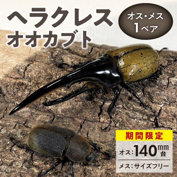 楽天市場】【ふるさと納税】期間限定 カブトムシ ヘラクレス 1ペア 
