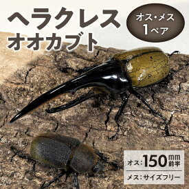 【ふるさと納税】カブトムシ ヘラクレス 1ペア オス 150mm前半 メス サイズフリー 昆虫 成虫 ヘラクレスオオカブト 福岡県 久留米市 かぶとむし養殖工房ダイナステスPlus 虫 累代飼育 養殖 お取り寄せ 送料無料