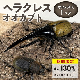 【ふるさと納税】期間限定 ヘラクレスオオカブト カブトムシ オス 130mm台 メス ヘラクレス サイズフリー 1ペア 福岡県 久留米市 虫 昆虫 成虫 生体 累代飼育 養殖 自家製オリジナルマット 産卵 幼虫管理飼育 かぶとむし養殖工房ダイナステスPlus お取り寄せ 送料無料
