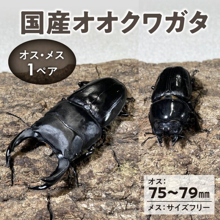 楽天市場】【ふるさと納税】【国産オオクワガタ】 オス（75mm〜79mm 