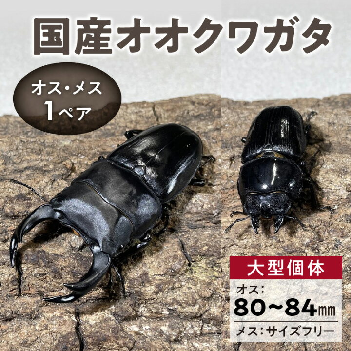 楽天市場】【ふるさと納税】国産 オオクワガタ 大型 個体 オス 80mm 