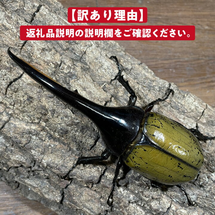 楽天市場】【ふるさと納税】【訳あり】 ヘラクレスオオカブト オス 