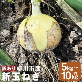 【ふるさと納税】＜選べる内容量＞【先行予約】【訳あり】たなか農産の柳川産新玉ねぎ 約5kg・約10kg 玉葱 タマネギ たまねぎ 野菜 福岡県産 国産 福岡県 柳川市 送料無料 【2026年4月上旬～6月下旬迄順次発送予定】