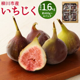 【ふるさと納税】事前受付 いちじく 400g×4パック 合計約1.6kg 無花果 フルーツ 果物 先行予約 福岡県産 冷蔵 送料無料【2024年8月上旬より順次発送予定】