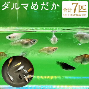 yӂ邳Ɣ[Łz_}߂ v7C 5C{ۏ2C ߂   s  y2025N4{`12{ɏ\z yVX[p[SALE 9J