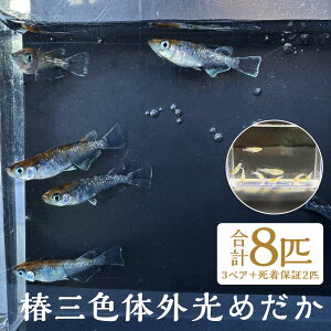 yӂ邳Ɣ[Łz֎OF̊O߂ v8C 3yA{ۏ2C ߂   s  y2025N4{`12{ɏ\z