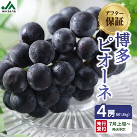 【ふるさと納税】【先行受付】【アフター保証】博多ピオーネ 1.4kg（350g×4パック）｜7月上旬〜発送予定 ぶどう 葡萄 巨峰 大粒 種なし 人気 産地直送 博多 冷蔵便 スムージー くだもの フルーツ スイーツ 甘い ジューシー 福岡県 八女市