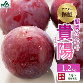 【ふるさと納税】【アフター保証】＜福岡のスモモ＞貴陽【1.2kg】【JAふくおか八女】※7月上旬〜発送予定 すもも フルーツ 産地直送 高糖度 糖度18度 美味しい 濃厚 甘酸っぱい 旬 先行予約 数量限定 期間限定 クール便 冷蔵配送