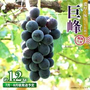 yӂ邳Ɣ[Łzystzy2026N7`8\zBEt[c璼ImԂǂn4pbNi1.2kgjzsFkCEE  uhE t[c 