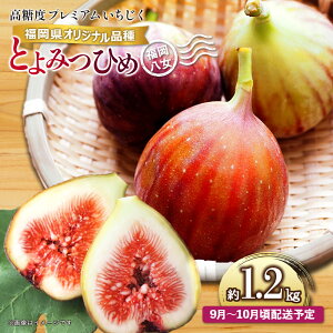 【ふるさと納税】【先行受付】【2026年9月〜10月頃順次発送】福岡県オリジナル品種 高糖度プレミアムいちじく 「とよみつひめ」約1.2kg<配送不可:北海道・沖縄・離島> フルーツ 無花果