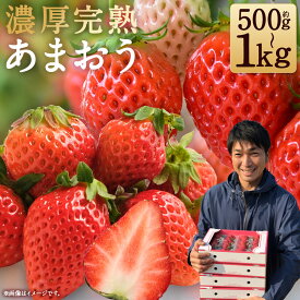 【ふるさと納税】特別栽培の濃厚完熟あまおう 約500g/約1kg 選べる内容量 1パック約250g いちご イチゴ 苺 くだもの 果物 フルーツ 福岡県産 九州産 パック 冷蔵 送料無料【2026年1月上旬～3月下旬に順次発送予定】