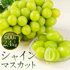 農園直送 シャインマスカット 約600g/約1.2kg/約1.8kg/約2.4kg 選べる内容量 フルーツ 果物 葡萄 ぶどう 種なし 福岡県産 九州産 送料無料【2024年8月上旬～10月上旬に順次発送予定】