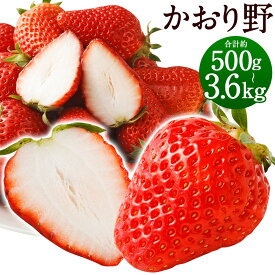 【ふるさと納税】いちご かおり野 プレミアム 約500g （化粧箱入り） / 約600g / 約1.2kg / 約2.4kg / 約3.6kg ＜選べる内容量1パック約300g＞ 1箱 2箱 3箱 福岡県産 九州産 送料無料【2025年12月下旬～2026年3月下旬まで順次発送予定】