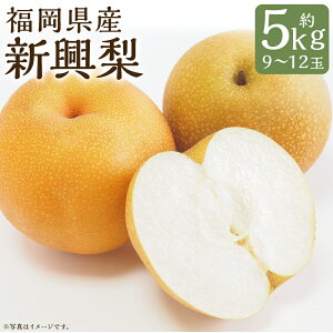 yӂ邳Ɣ[ŁzV 5kg 9`12  V }sY Y B a t[c ʕ  y2025N9{`10{ɏ\z yVX[p[SALE 9J
