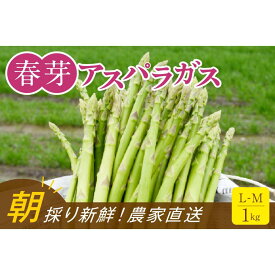 【ふるさと納税】【朝採り直送】春芽アスパラガス 1kg (L-Mサイズ) 福岡県産 2027年 | 福岡県 大川市 ふるさと納税 ふるさと 納税 お取り寄せグルメ 取り寄せ グルメ 野菜 アスパラガス