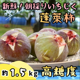 【ふるさと納税】【先行受付】新鮮朝採りいちじく1.5kg【高糖度・ハウス栽培】_CP-007