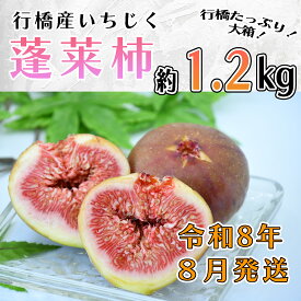 【ふるさと納税】【予約・令和8年夏発送】行橋産いちじく（蓬莱柿） 箱大 約 1.2kg_AO-015