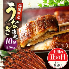 【ふるさと納税】福岡県産 うなぎ 蒲焼 大 10尾　計1600g（1尾あたり 160g以上）《豊前市》【福岡養鰻】 国産 鰻 ウナギ 蒲焼き[VAD026] 59000 59000円