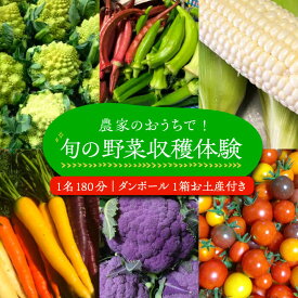 【ふるさと納税】農家のおうちで旬の野菜！！収穫体験　1名180分 ダンボール1箱お土産付き《豊前市》【田村農産】[VBE005] 19000 19000円