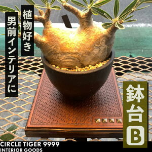 yӂ邳Ɣ[Łz1_m  BsLOstyCIRCLE TIGER 9999zCeA A O[  ϗtA[VCS002] 46000 46000~