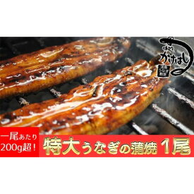 【ふるさと納税】心に染みる「かけはし」の味 特大 うなぎの蒲焼き 1尾 鰻