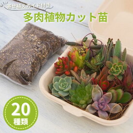 【ふるさと納税】多肉植物 じぶんで植える 多肉の寄せ植え セット インテリア 多肉 植物 ガーデニング