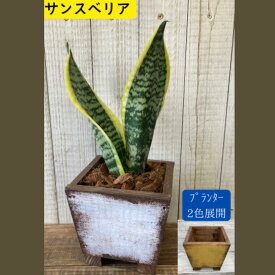 【ふるさと納税】インテリア 植物 サンスベリア プランター 全2色 観葉植物 福岡 小郡市