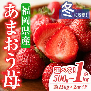 yӂ邳Ɣ[ŁzeʂIׂEs\tI2025N11{`2026N1{ɏ\聄܂䕁E~(v500g or 1kg)  t[c ʕ   ƒp ① 