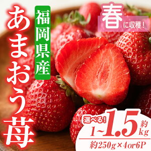 yӂ邳Ɣ[ŁzeʂIׂEs\tI2026N2{`2026N3ɏ\聄܂䕁Et(v1kg or 1.5kg)  t[c ʕ   ƒp ① 