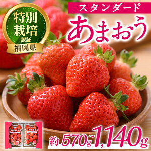 【ふるさと納税】<予約受付中!2025年12月中旬より順次発送予定・容量を選べる!>うるう農園のスタンダードあまおう(計570g〜1140g) 苺 いちご イチゴ 果物 フルーツ 国産 福岡県 ジャム ス