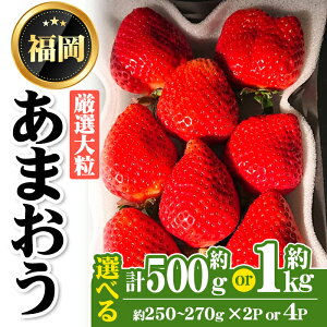 yӂ邳Ɣ[Łzs\tEʌEeʂIׂ遄2026N2炨͂II嗱܂(v500g or 1kg)   C`S t[c ʕ   XC[c ① 
