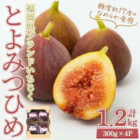 【ふるさと納税】＜先行予約受付中！2025年8月下旬～2025年10月下旬に順次発送予定＞福岡県ブランドいちじく博多 とよみつひめ (計約1.2kg・300g×4P) いちじく イチジク フルーツ 果物 くだもの 福岡限定＜離島配送不可＞【ksg1750】【農産物直売所ほたるの里】