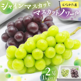【ふるさと納税】JAむなかた厳選【むなかた産シャインマスカット・マスカットノワール】2房(1kg以上)【JAほたるの里】_HA1475　送料無料ジューシー 美味しい ご褒美 フレッシュ おやつ ビタミン 朝食