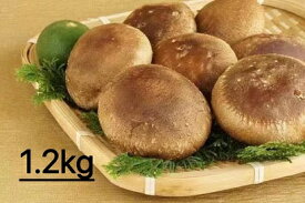 【ふるさと納税】【一週間以内に発送】生しいたけ　肉厚シイタケ　無農薬　菌床栽培　1.2kg【ハタモト農産】_HA1003　送料無料 福岡県 宗像市 新鮮 安全 安心 低カロリー ヘルシー 健康 ダイエット 美容 カルシウム 成長 お鍋 天ぷら チーズ 炊き込みご飯 味噌汁