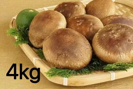 【ふるさと納税】【一週間以内に発送】生しいたけ　肉厚シイタケ　無農薬　菌床栽培　4kg【ハタモト農産】_HA1004 送料無料 福岡県 宗像市 新鮮 安全 安心 低カロリー ヘルシー 健康 ダイエット 美容 カルシウム 成長 お鍋 天ぷら チーズ 炊き込みご飯 味噌汁