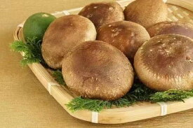 【ふるさと納税】【一週間以内に発送】生しいたけ　肉厚シイタケ　無農薬　菌床栽培　特大　12枚【ハタモト農産】_HA1007　送料無料 福岡県 宗像市 新鮮 安全 安心 低カロリー ヘルシー 健康 ダイエット 美容 カルシウム 成長 お鍋 天ぷら チーズ 炊き込みご飯 味噌汁